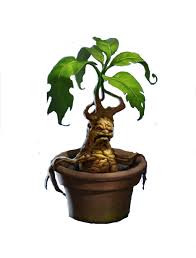Mandrake plant